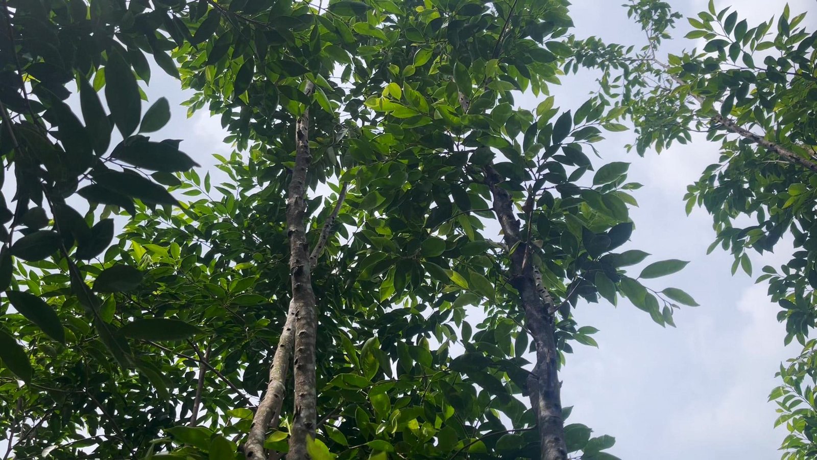 A low angle shot looking up at the leaves and trunks of mature agarwood trees in a cultivated plantation.