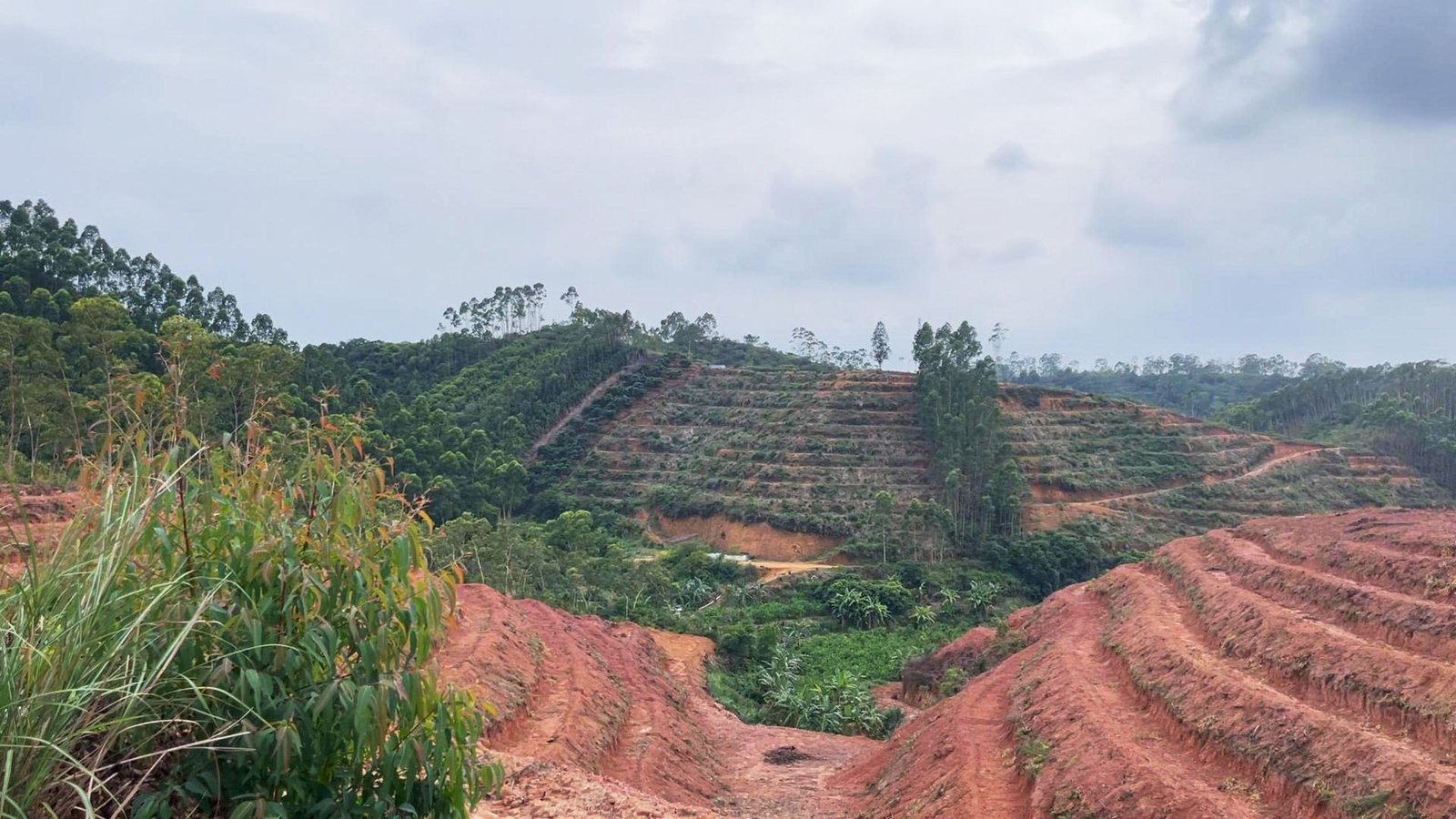 Red soil terraced hillside planted with an agarwood plantation, bordered by dense green forest.