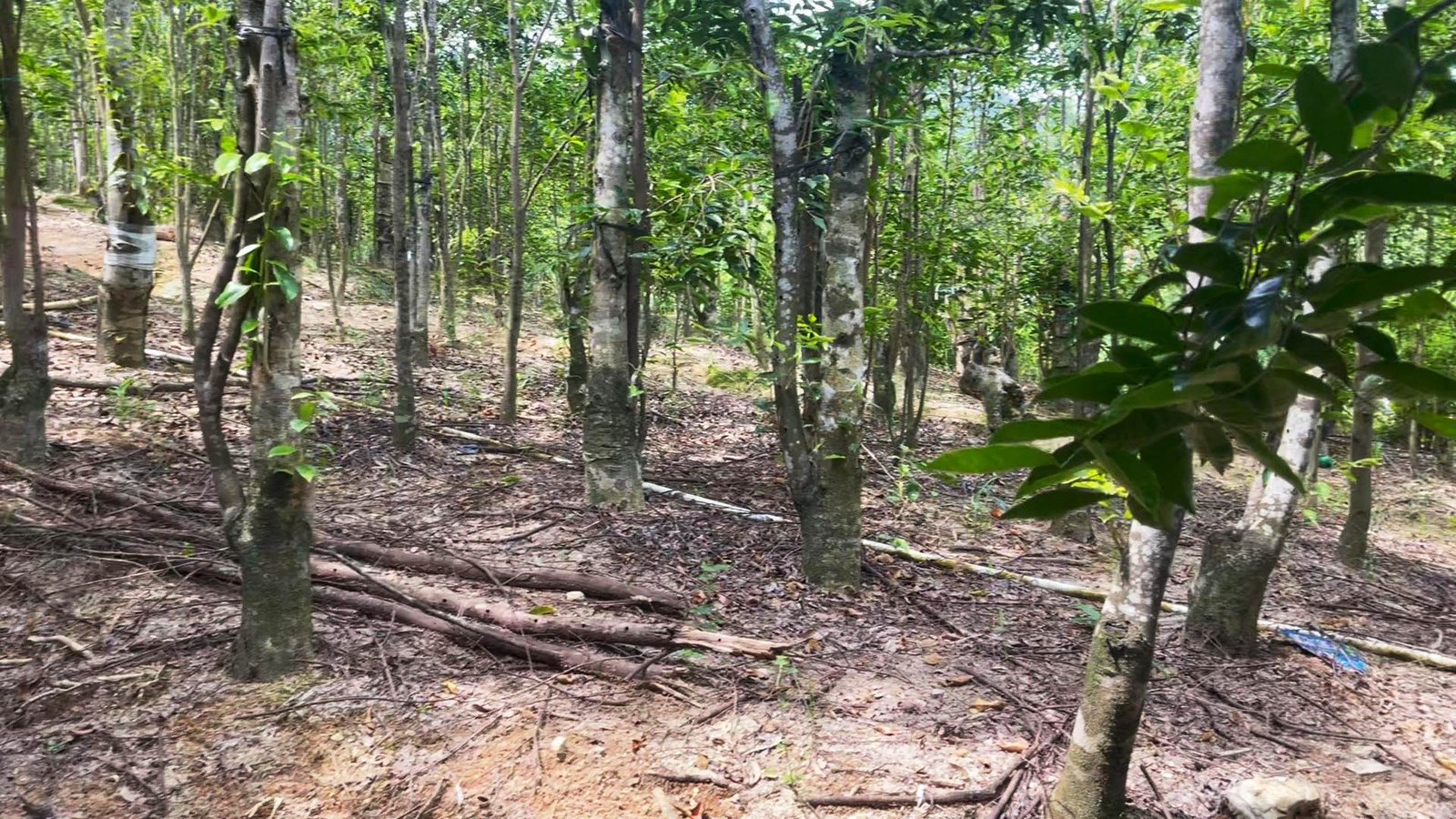 A hillside agarwood plantation with young aquilaria trees growing in a natural forest environment.