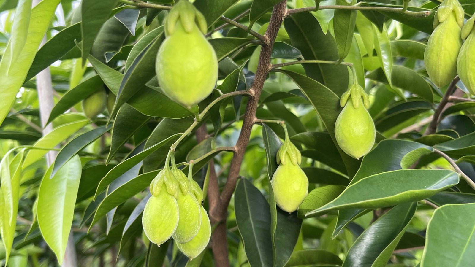 Close-up of green agarwood tree fruits and seeds growing among leaves on aquilaria branches