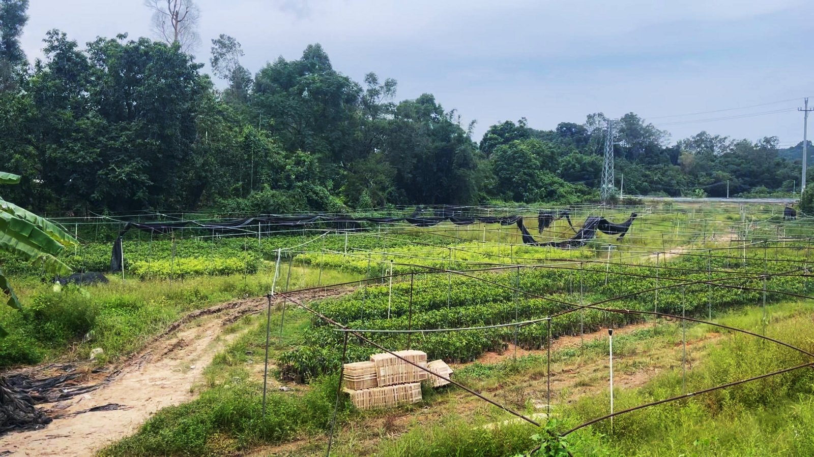 Young aquilaria seedlings cultivated under shade nets at an outdoor agarwood tree nursery
