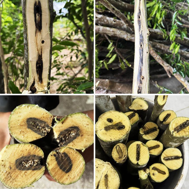 Cross section view of agarwood branches showing dark resin formation inside aquilaria wood